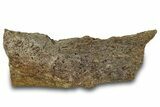 Fossil Ornithischian Dinosaur Jaw Section - Montana #316458-1